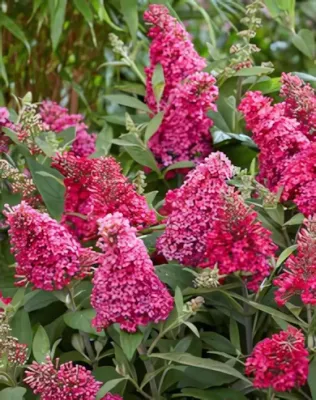 Miss Ruby nyári orgona  konténerben (cserépben) - bíborpiros