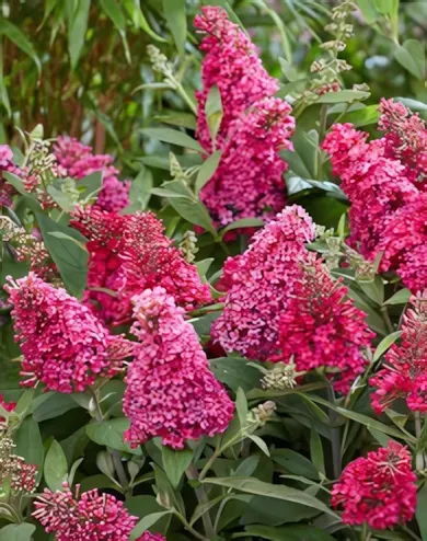 Miss Ruby nyári orgona  konténerben (cserépben) - bíborpiros