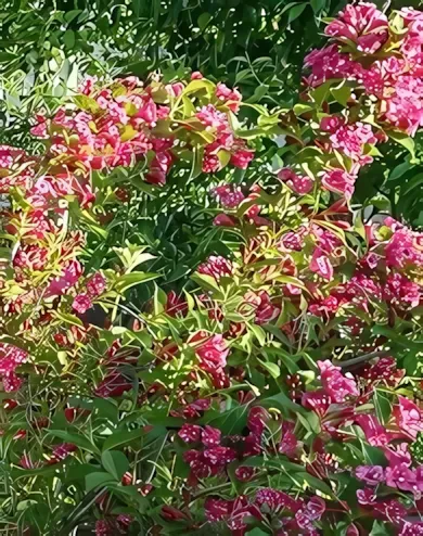 Newport Red rózsalonc konténerben (cserépben) - piros