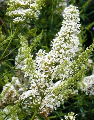Nanho White nyári orgona  konténerben (cserépben) - fehér