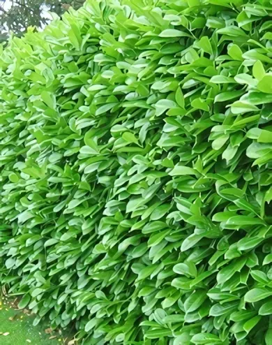 Novita babérmeggy bokor konténerben (cserépben)