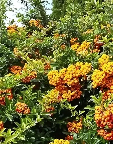 Orange Glow tűztövis bokor konténerben (cserépben) - narancssárga termésű