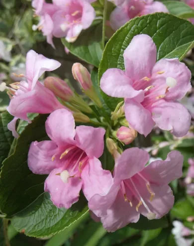 Pink Princess rózsalonc konténerben (cserépben) - rózsaszín