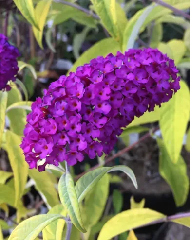 Santana nyári orgona  konténerben (cserépben) - bíborpiros