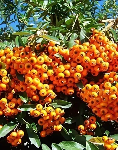 Soleil d'Or tűztövis bokor konténerben (cserépben)- citromsárga termésű