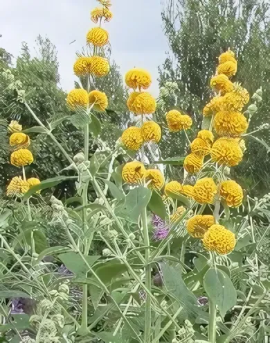 Sungold nyári orgona  konténerben (cserépben) - sárga