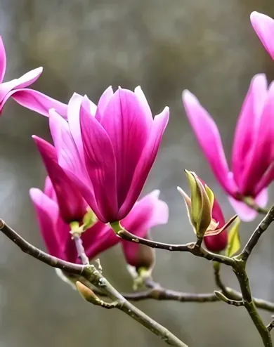 Susan magnólia, liliomfa konténerben (cserépben) - rózsaszín-lila