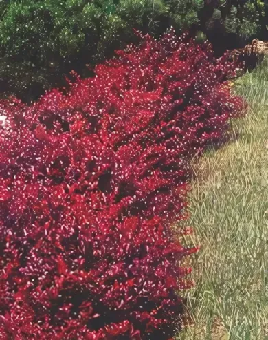 Törpe japán vérborbolya bokor konténerben (cserépben)- bordó lomb