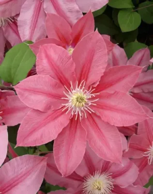 Little Mermaid kerti iszalag - lazac-, rózsaszín féltelt