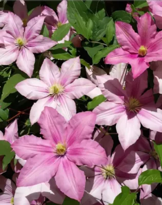 Rosemunde kerti iszalag - lazac rózsaszín csíkos