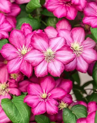 Sunset kerti iszalag - lilás pink, bordó csíkos