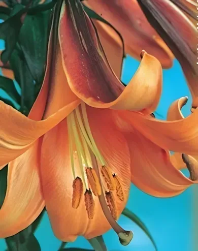 African Queen liliom hagyma 1db