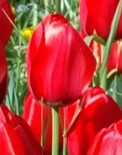 Apeldoorn tulipán hagyma (8 db/csomag) Apeldoorn tulipán hagyma (8 db/csomag)