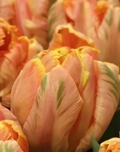 Apricot Parrot tulipán hagyma (5 db/csomag)