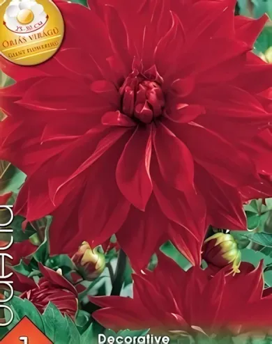 Babylon Red óriás virágú dekoratív dália gumó 1db