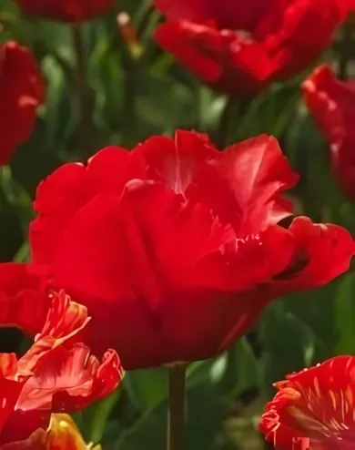 Bastogne Parrot tulipán hagyma (8 db/csomag)
