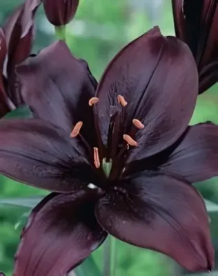 Black liliom hagyma 1db Black liliom hagyma 1db