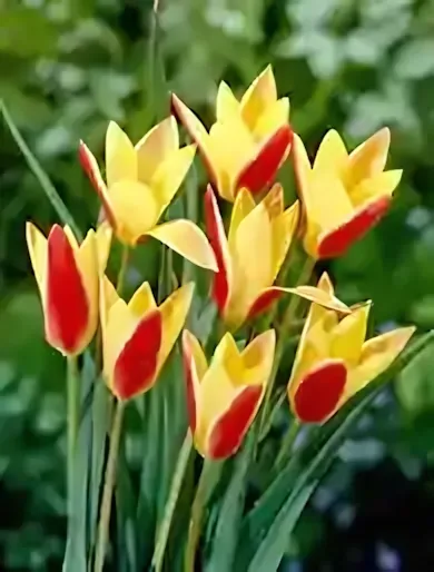 Chrysantha tulipán hagyma (10 db/csomag) Chrysantha tulipán hagyma (10 db/csomag)
