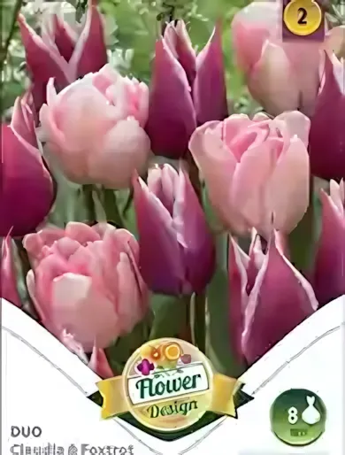 Claudia & Foxtrot duó tulipán hagyma (6 db/csomag)"