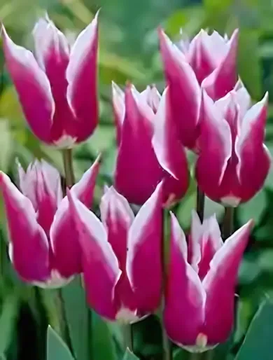 Claudia tulipán hagyma (6 db/csomag)"