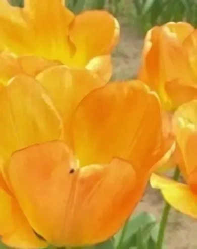 Daydream tulipán hagyma (8 db/csomag)
