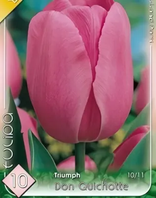 Don Quichotte tulipán hagyma (6 db/csomag)