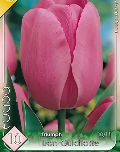 Don Quichotte tulipán hagyma (6 db/csomag) Don Quichotte tulipán hagyma (6 db/csomag)