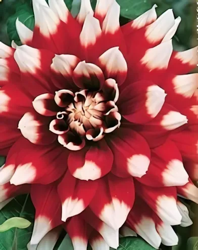 Duet dekoratív dália gumó 1db