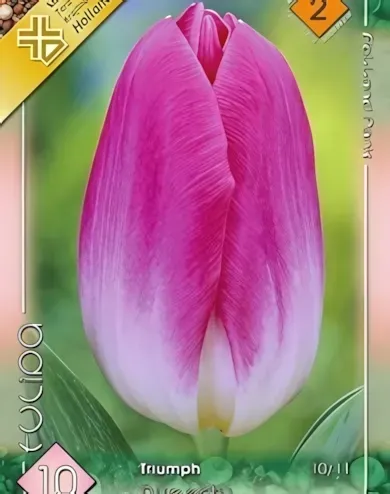 Dynasty tulipán hagyma (6 db/csomag) Dynasty tulipán hagyma (6 db/csomag)