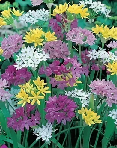 Díszhagyma - Allium Mixed 25db