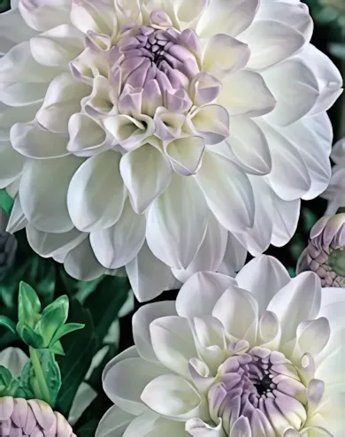 Eveline -  labda dália gumó 1db