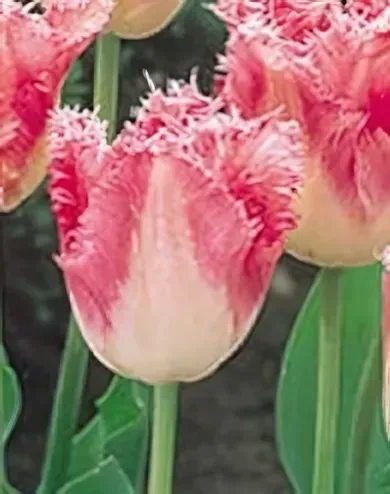 Fancy Frills tulipán hagyma (10 db/csomag)