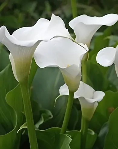 Fehér kála gumó 1 db