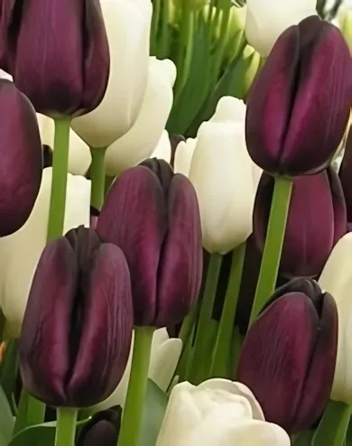 Fekete és fehér duó tulipán hagyma(6 db/csomag) Fekete és fehér duó tulipán hagyma(6 db/csomag)"