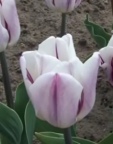 Flaming Flag tulipán hagyma (6 db/csomag)