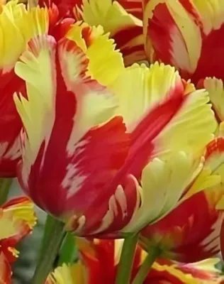 Flaming Parrot tulipán hagyma (5 db/csomag)