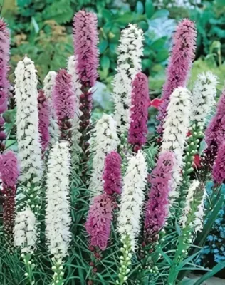 Füzéres díszcsorba - hagyma (10 db/csomag)