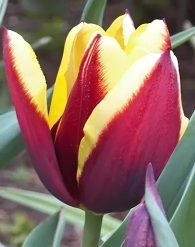 Gavota tulipán hagyma (6 db/csomag)