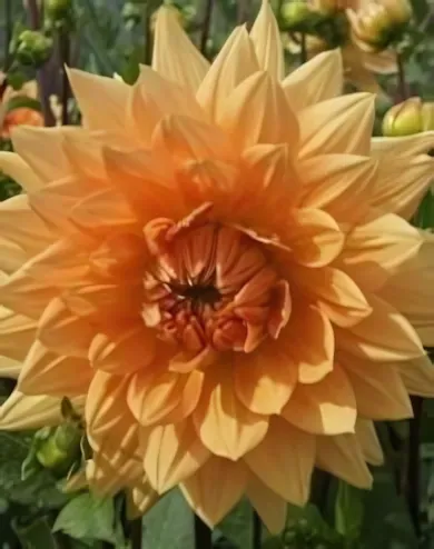 Glorie van Noordwijk dekoratív dália gumó 1db