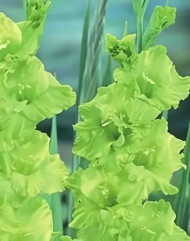 Green Star kardvirág hagyma 8 db