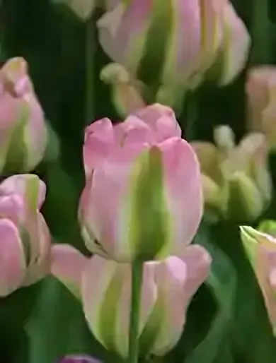 Groenland tulipán hagyma (7 db/csomag)