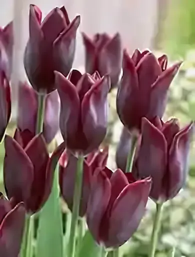 Havran tulipán hagyma (8 db/csomag) Havran tulipán hagyma (8 db/csomag)