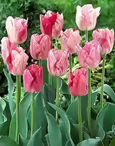 Hemisphere tulipán hagyma (6 db/csomag)