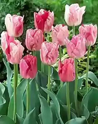 Hemisphere tulipán hagyma (6 db/csomag)