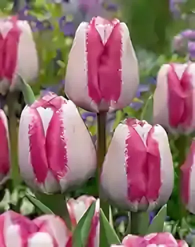 Hotpants tulipán hagyma (7 db/csomag) Hotpants tulipán hagyma (7 db/csomag)