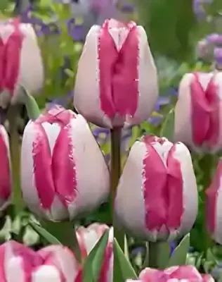 Hotpants tulipán hagyma (7 db/csomag)