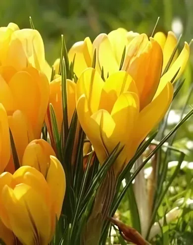 Large Yellow krókusz hagyma (8 db/csomag)