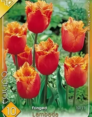 Lambada tulipán hagyma (8 db/csomag)