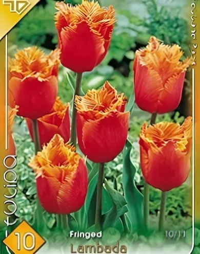 Lambada tulipán hagyma (8 db/csomag) Lambada tulipán hagyma (8 db/csomag)