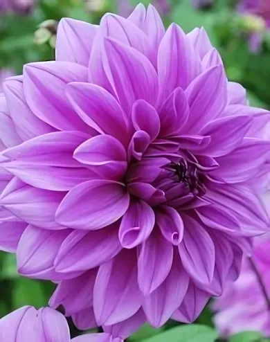 Lilac Time óriás virágú dekoratív dália gumó 1db